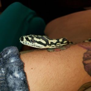 Meet your Posher, Dakhota